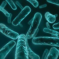 Микрофлора кишечника — посредник в развитии сердечной недостаточности