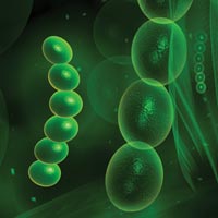 Разработан дыхательный тест для диагностики грибковой пневмонии