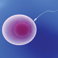 Экстракорпоральное оплодотворение, бесплодие и рак: существует ли связь между ними?