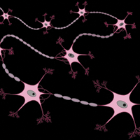 Воздействуя на нервную систему, мы можем изменять течение инфекционного процесса