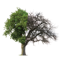 Дыши глубоко и будь здоров: выяснено, как легкие могут защищать сами себя