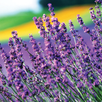 Аромат лаванды повышает уровень доверия