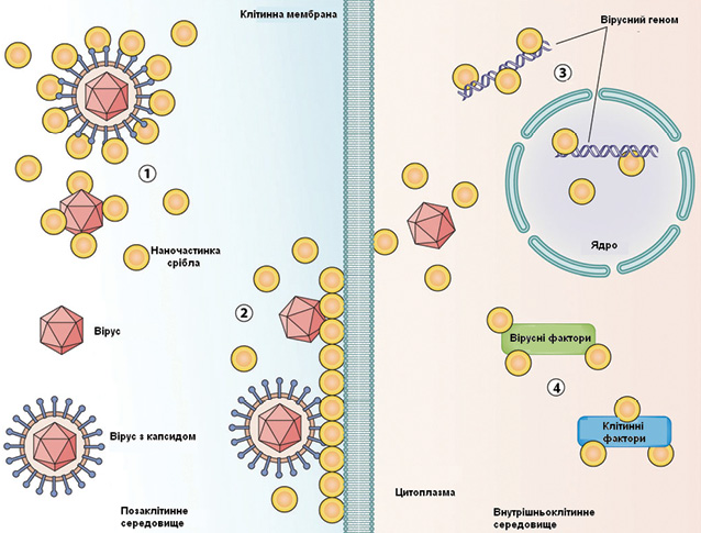  Можливі механізми противірусної дії наночастинок срібла: 1) взаємодія з капсидом та/чи білками поверхні вірусу з подальшою нейтралізацією біологічної активності збудника; 2) взаємодія з компонентами біомембрани для запобігання контакту вірусу з клітиною та проникнення останнього у цитоплазму; 3) взаємодія з вірусним геномом; 4) взаємодія з вірусними та клітинними факторами, необхідними для реплікації (за: Rai M. et al., 2014 з доповненнями)