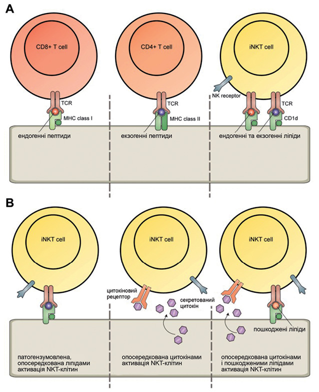  Механізм розпізнавання антигенів NKT-клітинами людини