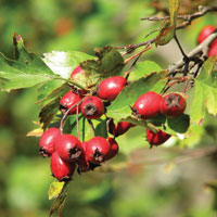 Экстракт шиповника предупреждает развитие рака молочной железы