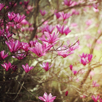 Магнолия и жасмин как скрытые источники феромонов