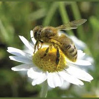 Пчелам нашли неожиданное применение