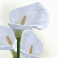 FDA одобрило трансвагинальное ультразвуковое исследование в качестве методики контроля размещения спирали в маточных трубах