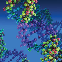 Открыт новый механизм репарации ДНК