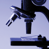 Метаболит витамина В3 важен для обмена жиров в печени