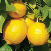 Лимонный сок может уберечь от кишечного гриппа?