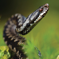 Укус ядовитой змеи в скором времени может стать смертельным