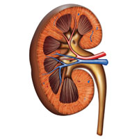 Родителям детей с камнями в почках стоит обратить внимание на сердечно-сосудистую систему своих чад