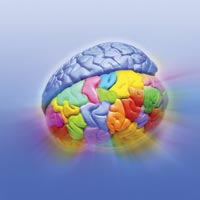 Какая структура головного мозга «виновна» в возникновении галлюцинаций?