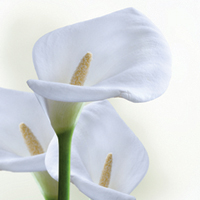 Противозачаточные импланты повышают вероятность повторного аборта