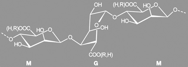 M- и G-блоки в полимерной структуре альгинатов