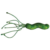 Helicobacter pylori может снижать риск развития эозинофильного эзофагита
