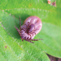 Долгосрочная антибиотикотерапия при хронической форме болезни Лайма не влияет на качество жизни пациента