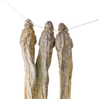 Вещество, содержащееся в пиве, уменьшает массу тела и снижает уровень холестерина?