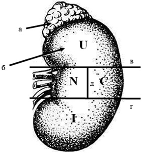  Поділ нирки на сегменти: N — (Nearness) близький до судинної ніжки чи медіальний; С — (Collateral) латеральний; І — (Inferior) нижній; U — (Upper) верхній; а — надниркова залоза; б — нирка; в — верхня інтерполярна лінія; г — нижня інтерполярна лінія; д — аксіальна лінія нирки