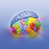 Активность отдельных участков головного мозга определяет способность человека преодолевать стресс