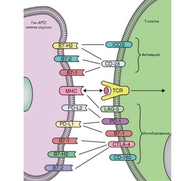  Интерфейс взаимодействия специфического цитотоксического Т-лимфоцита и опухолевой клетки с указанием активирующих и угнетающих сигнальных путей (Henick B.S. et al., 2014)