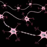 Глиальные клетки подвержены возрастным изменениям