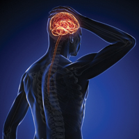 Выявлены нейронные связи, позволяющие людям контролировать инстинктивное поведение