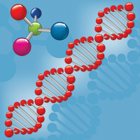 Уровень цинка в организме влияет на процессы репарации ДНК