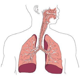 Эффективность индивидуального плана действий при астме у взрослых пациентов