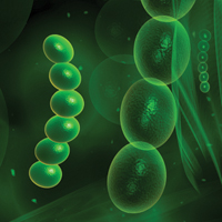 Вирусная инфекция — триггер развития целиакии